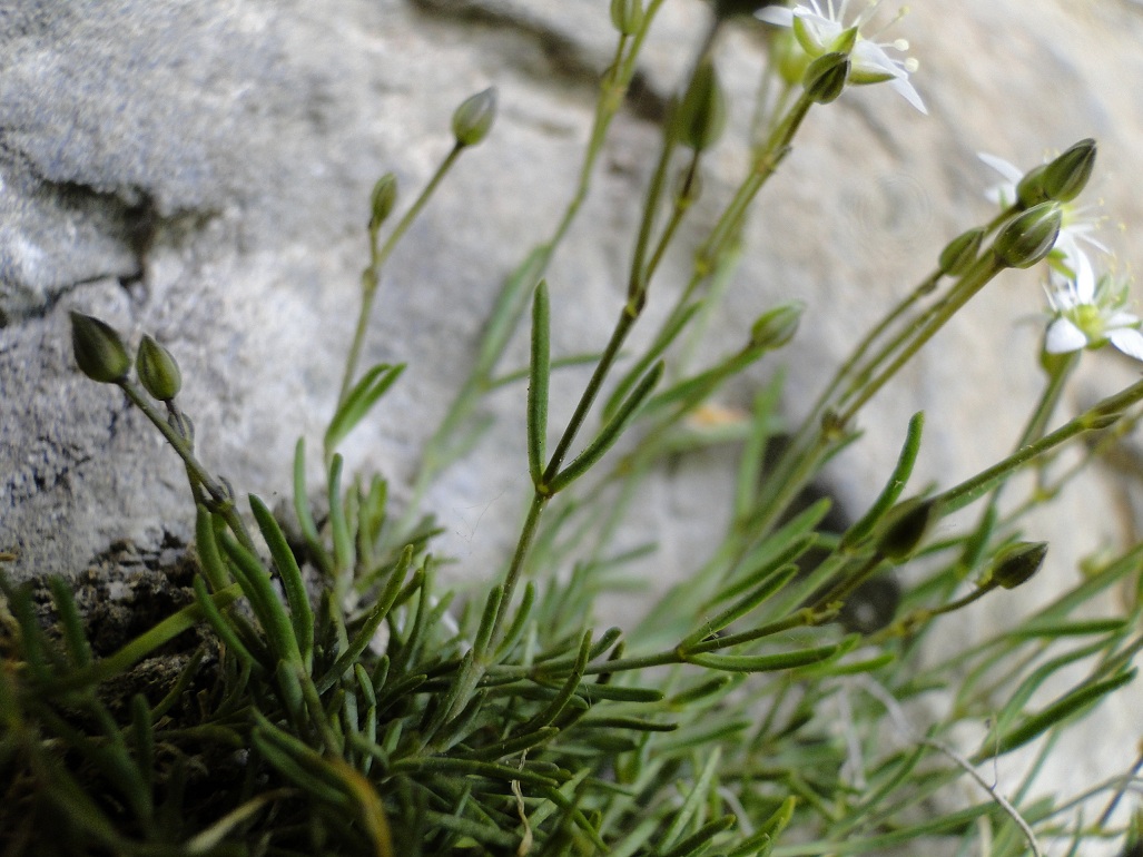 Moehringia glaucovirens / Moehringia verde-glauca